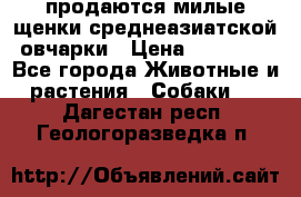 продаются милые щенки среднеазиатской овчарки › Цена ­ 30 000 - Все города Животные и растения » Собаки   . Дагестан респ.,Геологоразведка п.